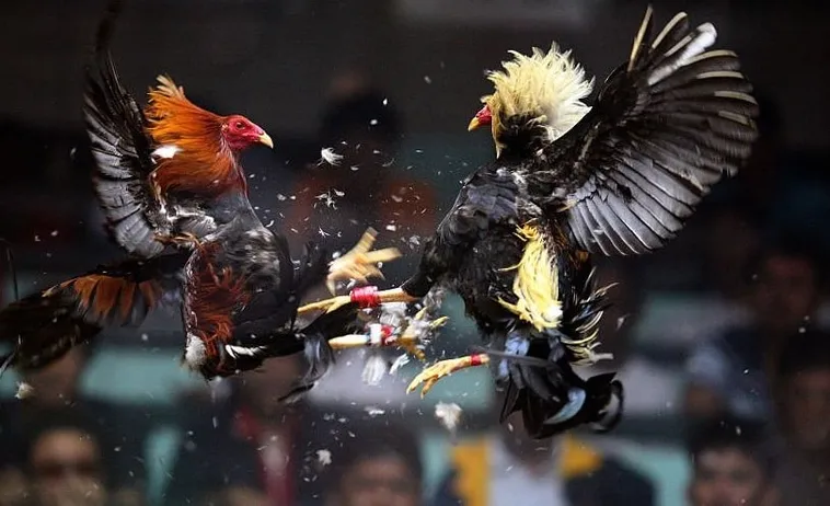 Cách Chơi Đá Gà WS168 Tại BuBet Dễ Thắng Cho Tân Thủ 2 Cách Chơi Đá Gà WS168 Tại BuBet Dễ Thắng Cho Tân Thủ