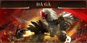 Cách Chơi Đá Gà GA28 Tại BuBet Đơn Giản Và Hiệu Quả