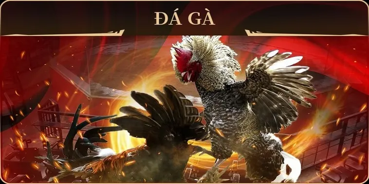 Cách Chơi Đá Gà GA28 Tại BuBet Đơn Giản Và Hiệu Quả 1 Cách Chơi Đá Gà GA28 Tại BuBet Đơn Giản Và Hiệu Quả