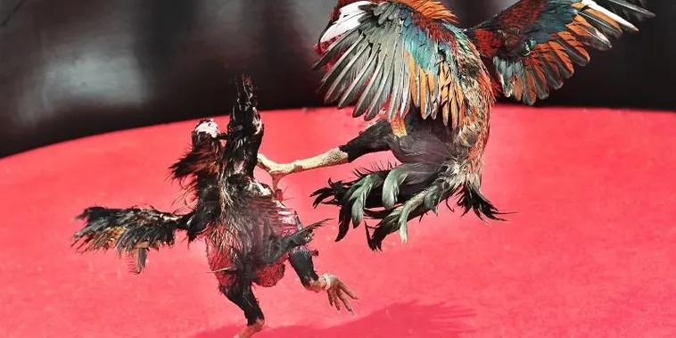 Cách Chơi Đá Gà Sabong Tại BuBet Thú Vị Cho Người Mới 2 Cách Chơi Đá Gà Sabong Tại BuBet Thú Vị Cho Người Mới