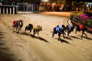 Hướng Dẫn Chơi Game Nhanh Đua Chó Tại BuBet Để Thắng Đậm