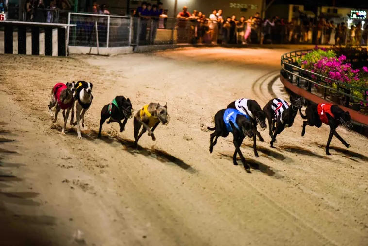 Hướng Dẫn Chơi Game Nhanh Đua Chó Tại BuBet Để Thắng Đậm 1 Hướng Dẫn Chơi Game Nhanh Đua Chó Tại BuBet Để Thắng Đậm